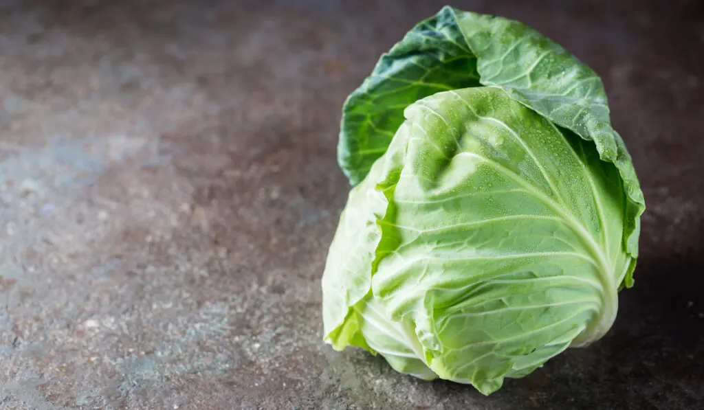 cabbage healthy vegetable