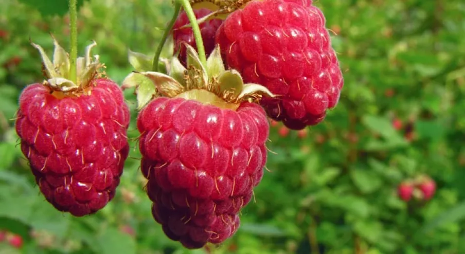 raspberry healthiest fruits
