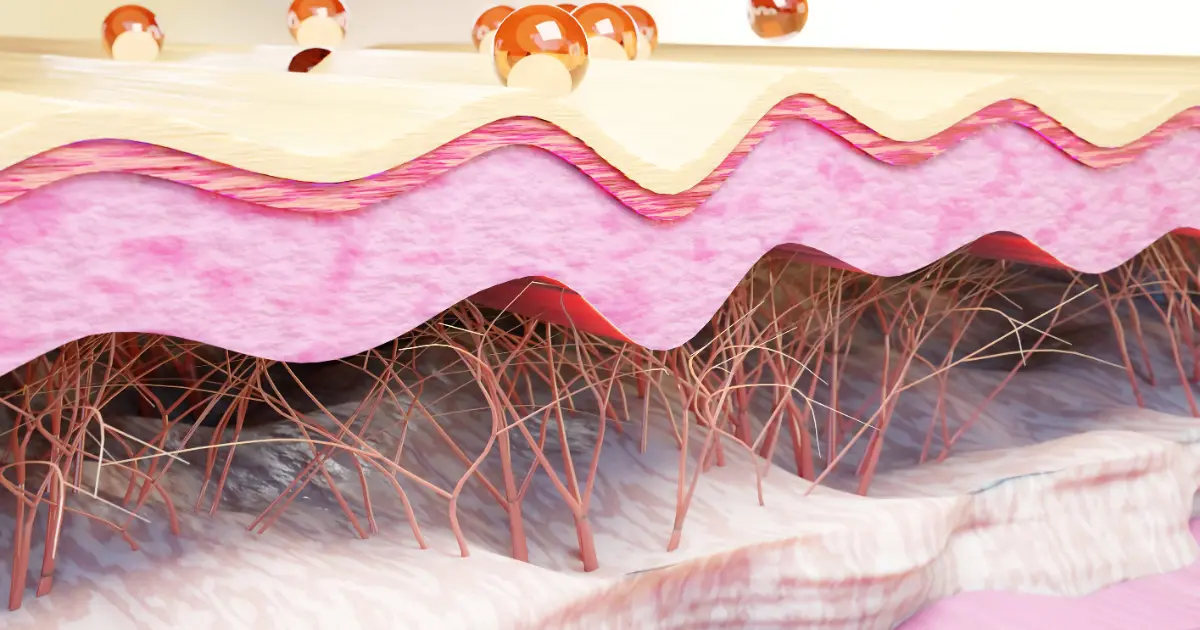 Function Of Collagen Fibers: What Role Do They Play - Lifestyle Metro