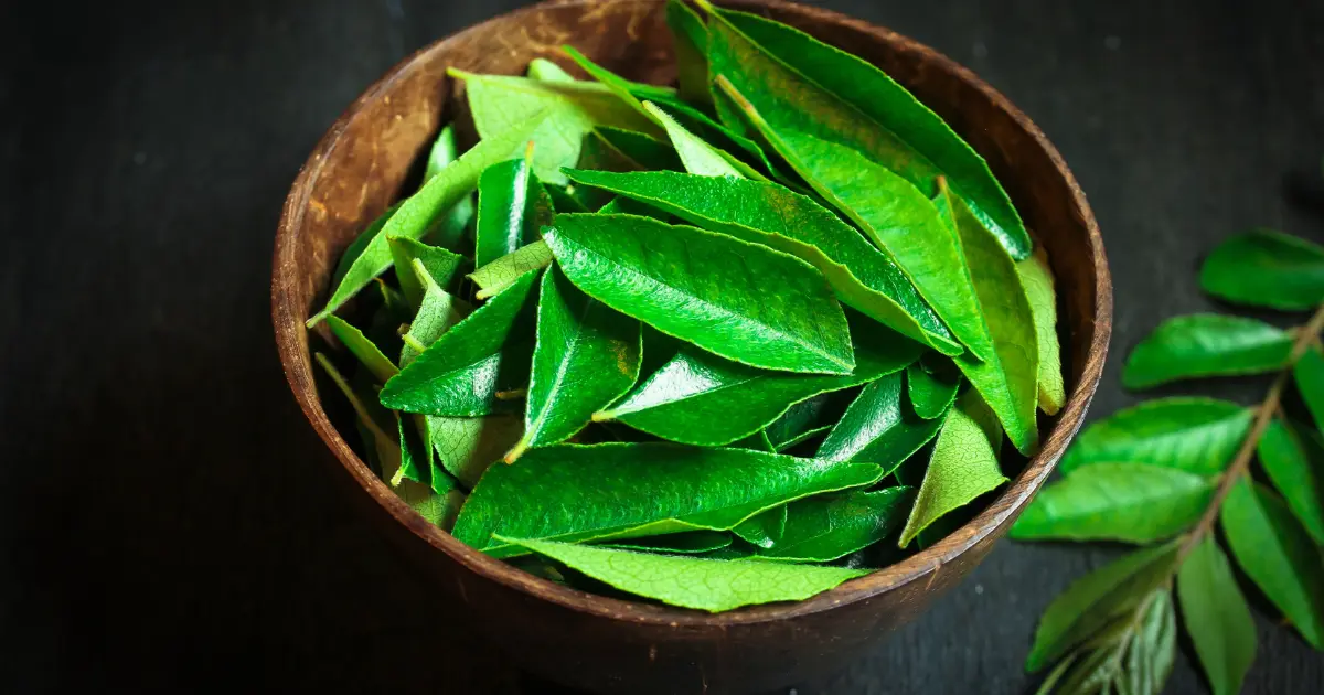 10 Health Benefits of Curry Leaves - Lifestyle Metro