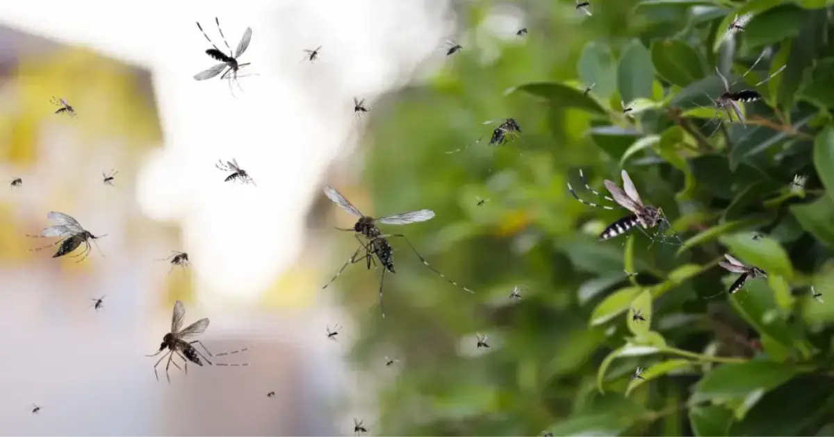 What smells do mosquitoes hate here s what works lifestyle metro